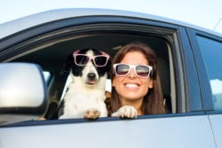 driving with your dog safety tips
