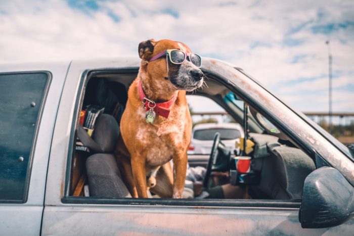 driving safe pets maif insurance
